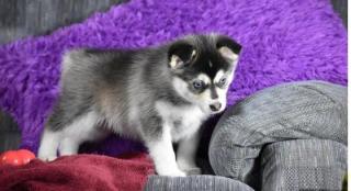 Siberia Husky-Welpe Blaue Augen