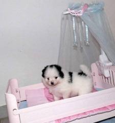 Teacup-Pomeranian Spitz-Welpe