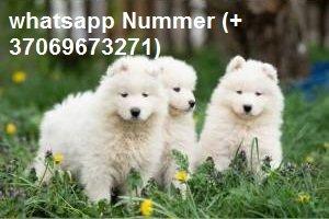 Weihnachten Samojede Welpen 3 Hündinnen und 4 Rüden mit Papieren whatsapp Nummer