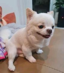 Chihuahua-Welpe für Ihre Familie