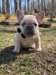 Schöne Französische Bulldoggen Welpen