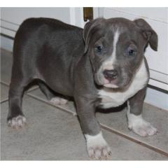 America Pit bull-Welpe Blue Line der beste Welpe fur Ihre Familie
