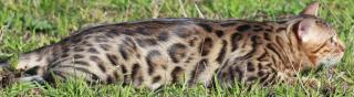 Bengalkatzen,Bengalkatze,Bengalkater