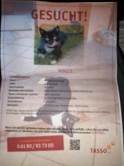 Kater Mogli seit 02.04.19. Vermisst.