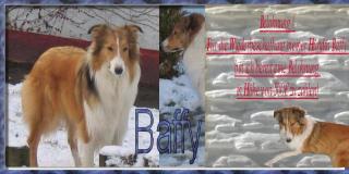 Belohnung!!! wer meine Collie Hündin Baffy wiederbeschaft