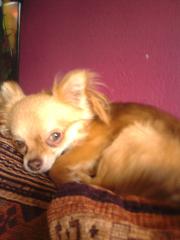 Schöner Chihuahua schoko tan 