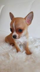 Chihuahua welpen