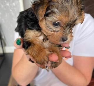 MINI Yorkshire Terrier Steel Blue Welpen