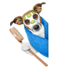 Emmi-Pet Die erste Ultraschall-Zahnbürste für Tiere 	