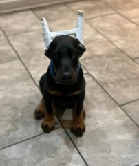 Schöne Dobermann Welpen