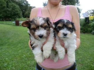 Liebevolle Biewer Yorkshire Terrier Welpen