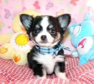 Wunderschöne Chihuahua-Welpen