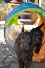 Braune Flat Coated Retriever Welpen