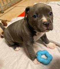 American Pitbull-Welpen