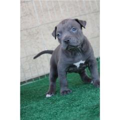 American Pit Bull Welpe Blueline – der perfekte Welpe für Ihre Familie