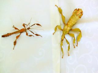 Biete Eier diverser Phasmiden (Neohirasea maerens, Achrioptera fallax, Exatosoma