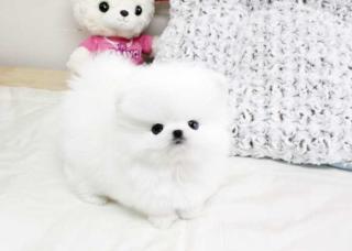 Schön Pomeranian-Zwerg-Spitz-Welpe