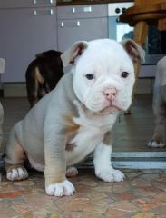 Englischen Bulldogge welpen zu verkaufen.