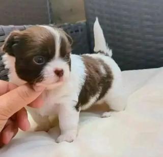 Mini-Chihuahua-Welpen