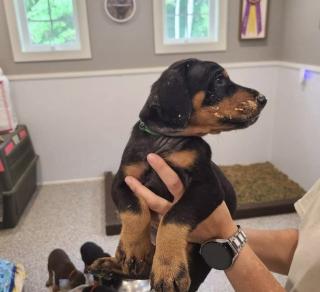 Schöne Dobermann Welpen