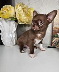 Wunderschöne Chihuahua-Welpen