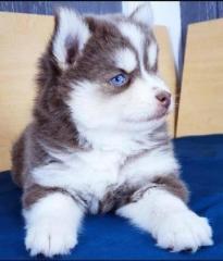 Siberia Husky-Welpe Blaue Augen