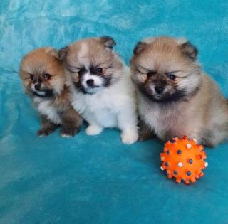 MINI -Pomeranian-Spitz-Welpen