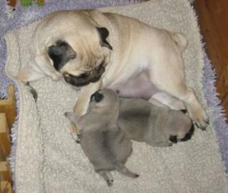 Liebevolle Mops Welpen suchen ein neues Zuhause!