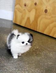 MINI Pomeranian Spitz Boo Welpe