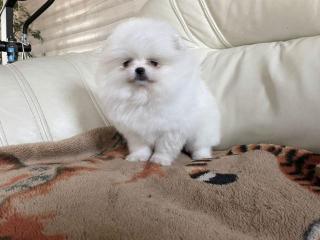 Schön Pomeranian Zwergspitz weiss Welpe
