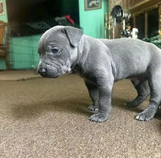 Pitbull-Welpen zu verschenken