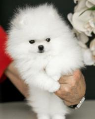 Pomeranian Spitz Welpen zu verkaufen