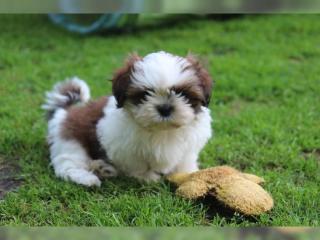 Charmante Shih Tzu Welpe