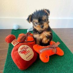 Wunderschöne Yorkshire Terrier Welpen